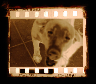 Illustration for article titled Shooting Challenge Pets Gallery 5